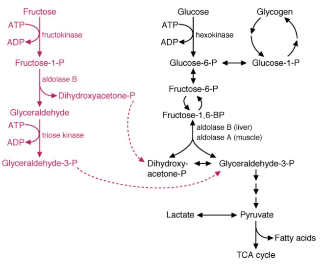 Fructose Conversion