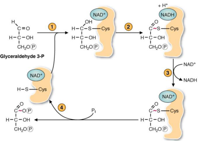 Reactions of glyceraldehyde-3-phosphate