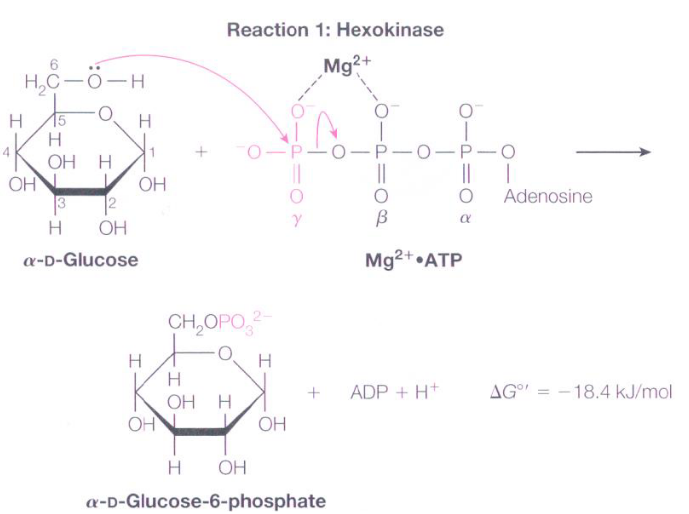 Glucose 6 Phosphate Formation