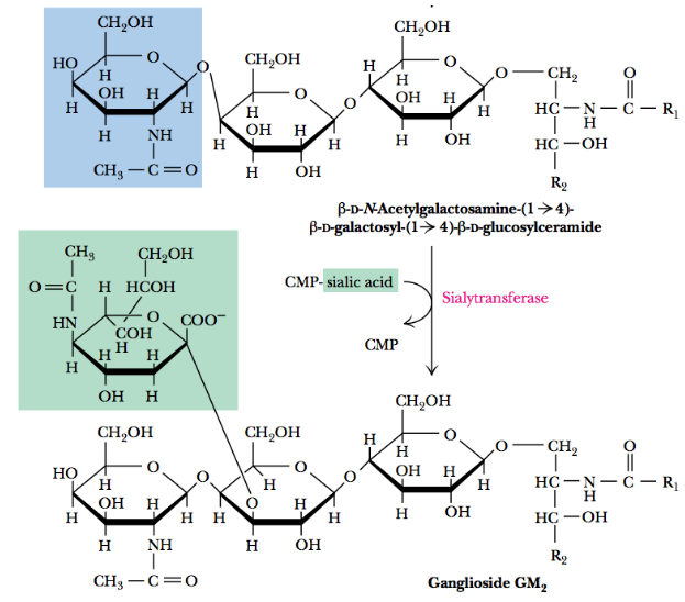 Ganglioside Synthesis