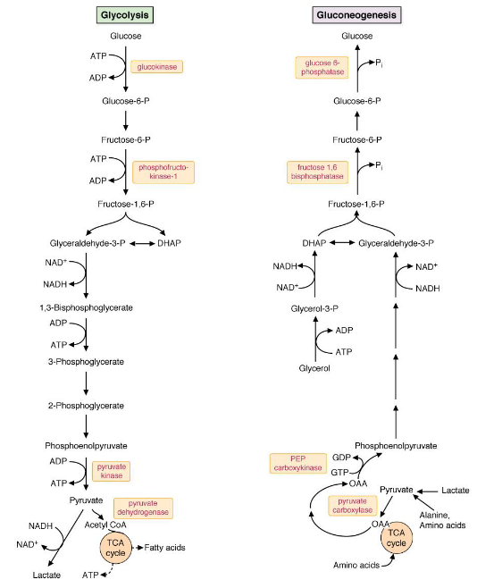 Side-by-side Comparison of Gluconeogenesis and Glycolysis