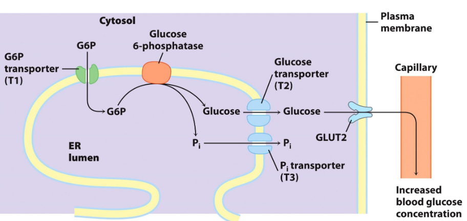 Glucose-6-Phosphate Mechanism