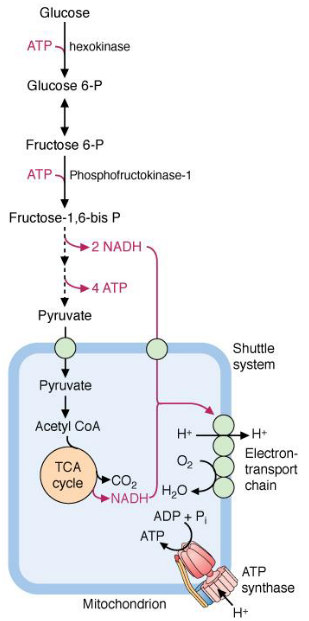 Glycolysis and the Krebs Cycle