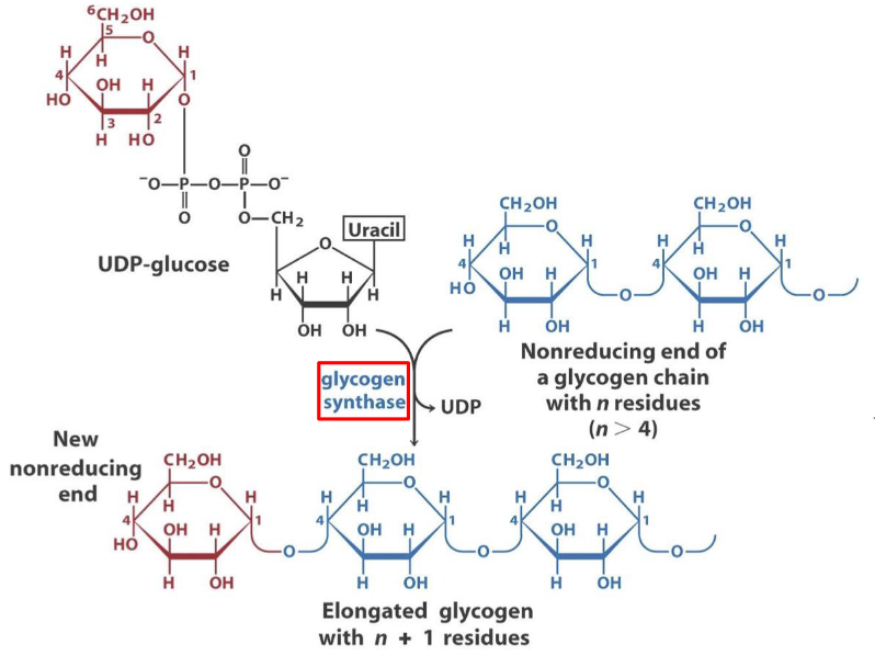 Mechanism of Glycogen Synthesis