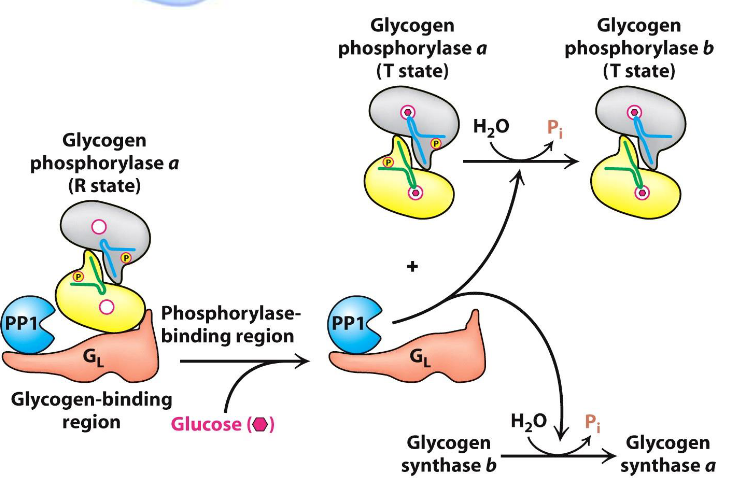 Glucose Binding to Glycogen Synthase