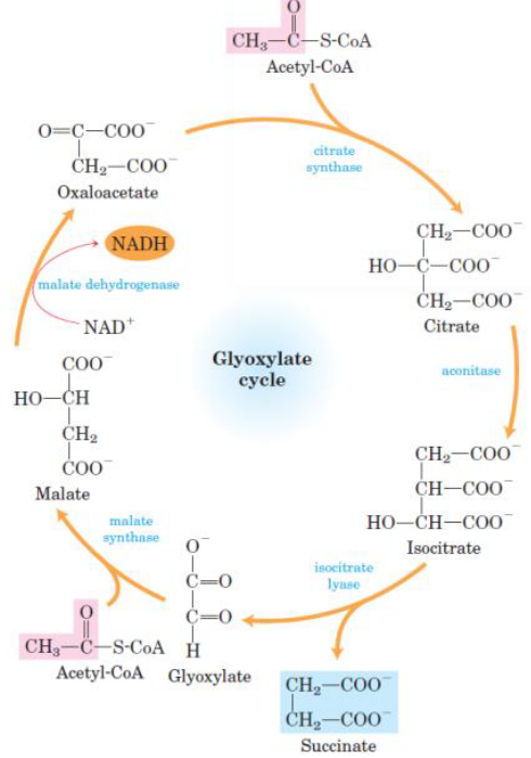 Glyoxylate Cycle