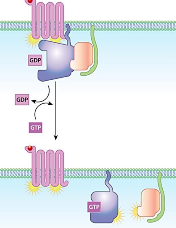 G Protein Signal Transduction