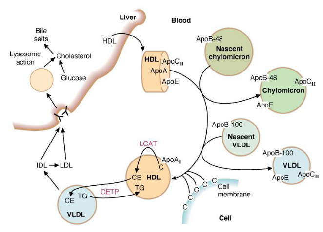 HDL Fates