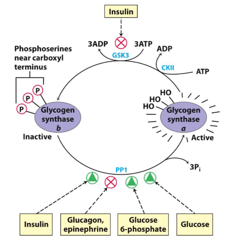 Insulin Activating Glycogen Synthase B