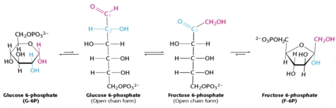 Isomerization of glucose-6-phosphate to fructose-6-phosphate