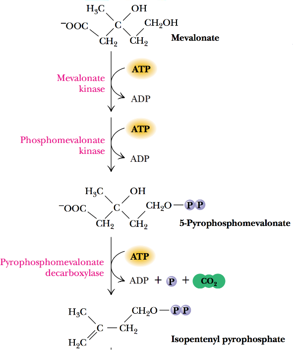 Isopentyl Pyrophosphate Synthesis