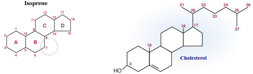 Isoprene and Cholesterol Structure