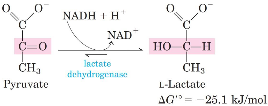 Lactate Dehydrogenase Reaction