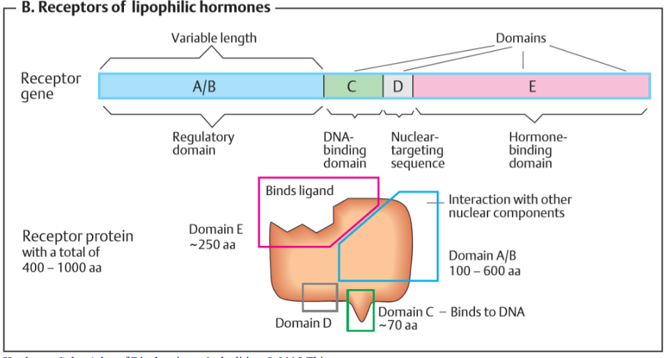Receptors of Lipophilic Hormones