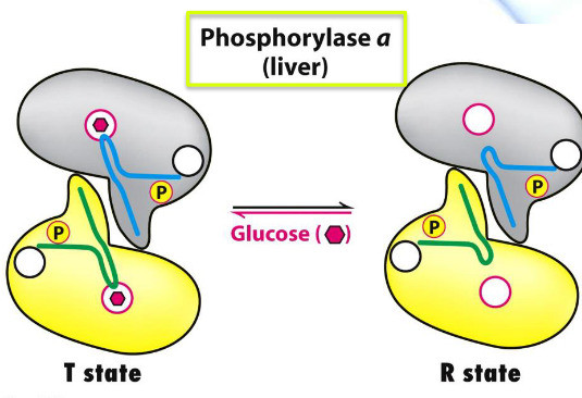 Liver Glycogen Phosphorylase
