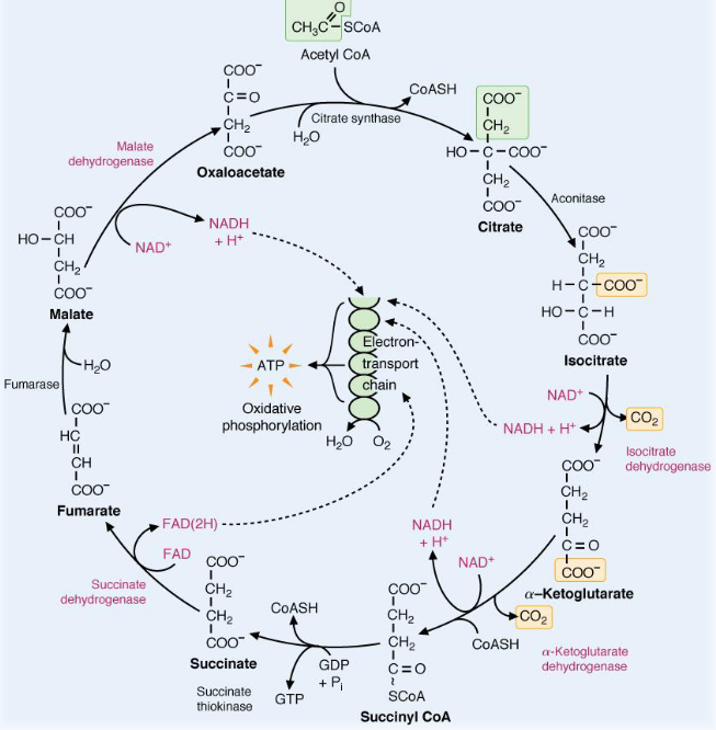 Pathway Of Carbohydrate Metabolism