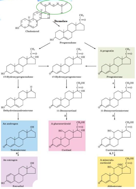 Steroid Hormone Synthesis