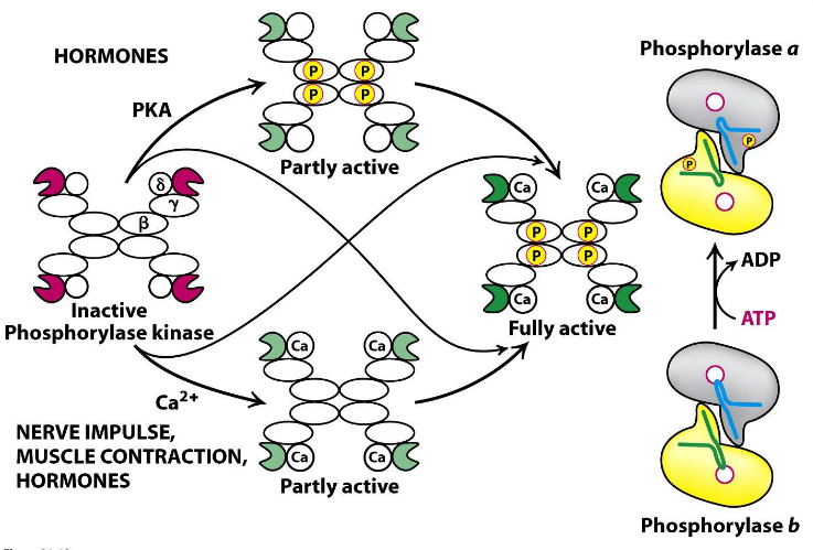 Regulation of Phosphorylase Kinase