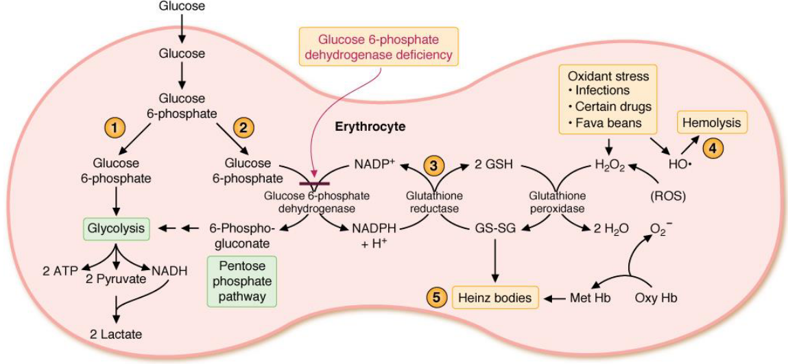 Pentose Phosphate Pathway in the Glyoxysome