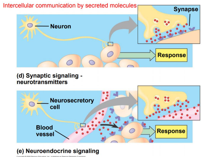 Neurohormones and Neurotransmitters