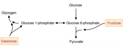 Fates of Fructose and Galactose