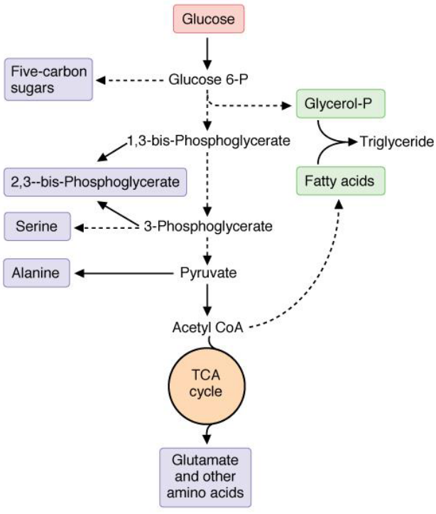 Intermediates of Other Pathways from Glycolysis