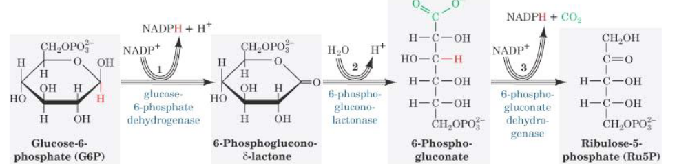 Oxidative Portion of Pentose Phosphate Pathway