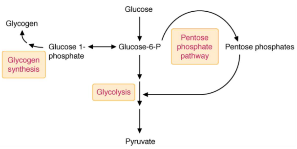 Possible Pathways of Glucose-6-Phosphate