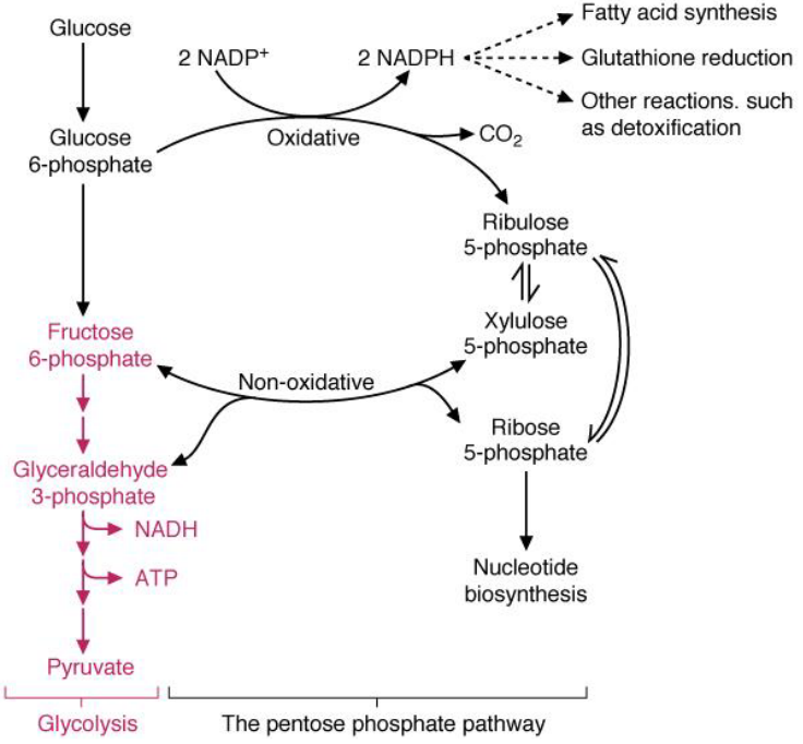 Link Between Glycolysis and Pentose Phosphate Pathway