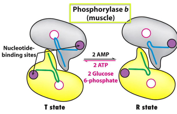 States of Muscle Phosphorylase B