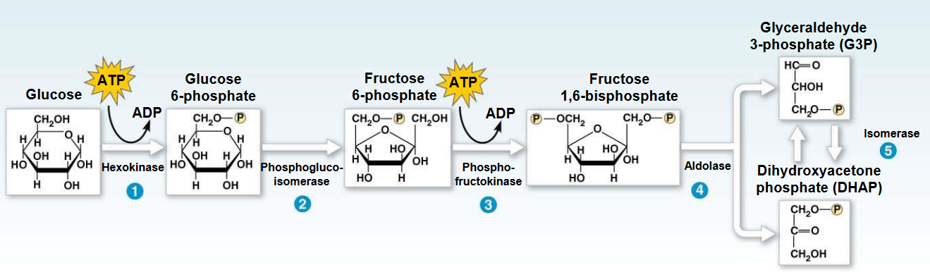 Phosphofructokinase-1 in Glycolysis