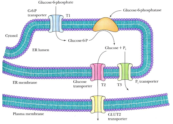 Gluconeogenesis in the Liver