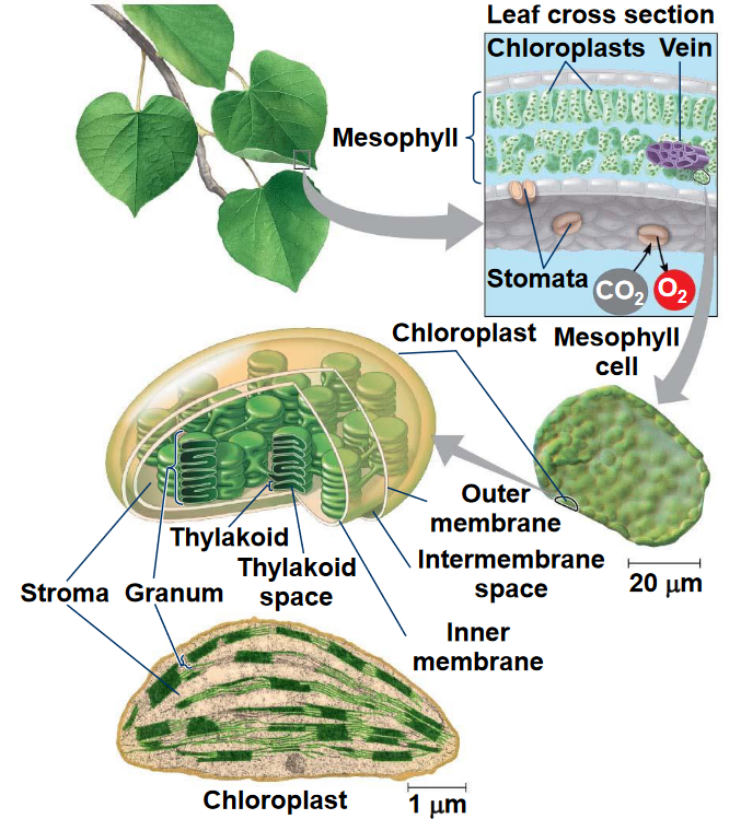 Location of Photosynthesis