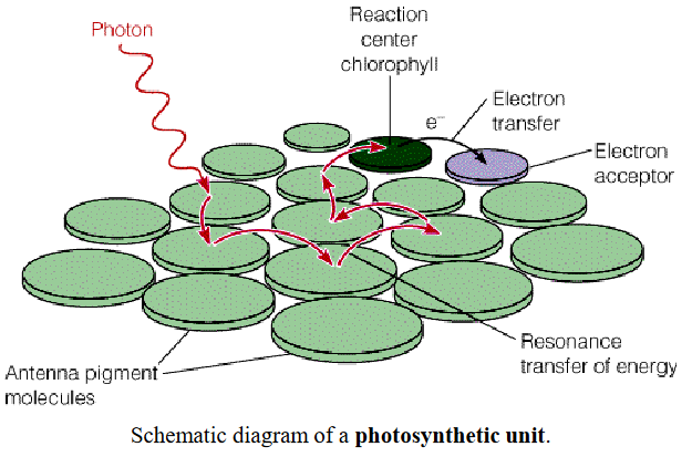 A Photosynthetic Unit