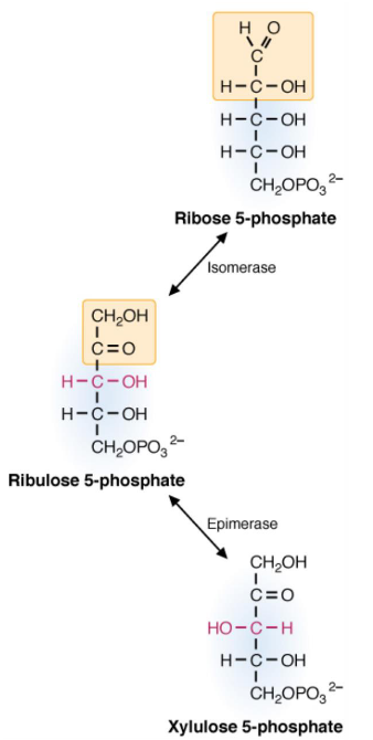 Enzyme Actions in Ribose-5-Phosphate Conversion
