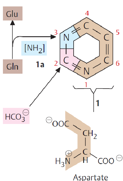Pyrimidine Synthesis