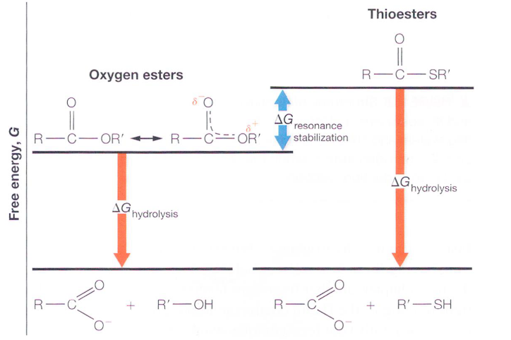 Free Energy from Hydrolysis of Thioesters and Oxygen Esters