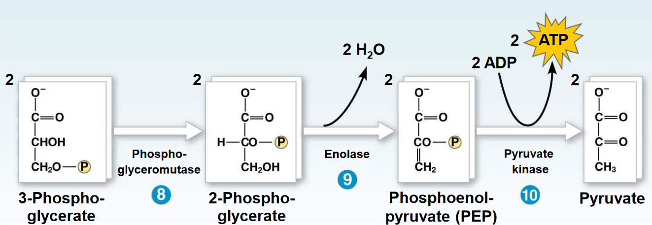 Steps 8 - 10 of Glycolysis