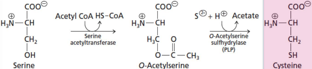 Cysteine Synthesis in Plants and Most Microorganisms