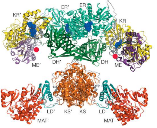 Tertiary Structure of Fatty Acid Synthase