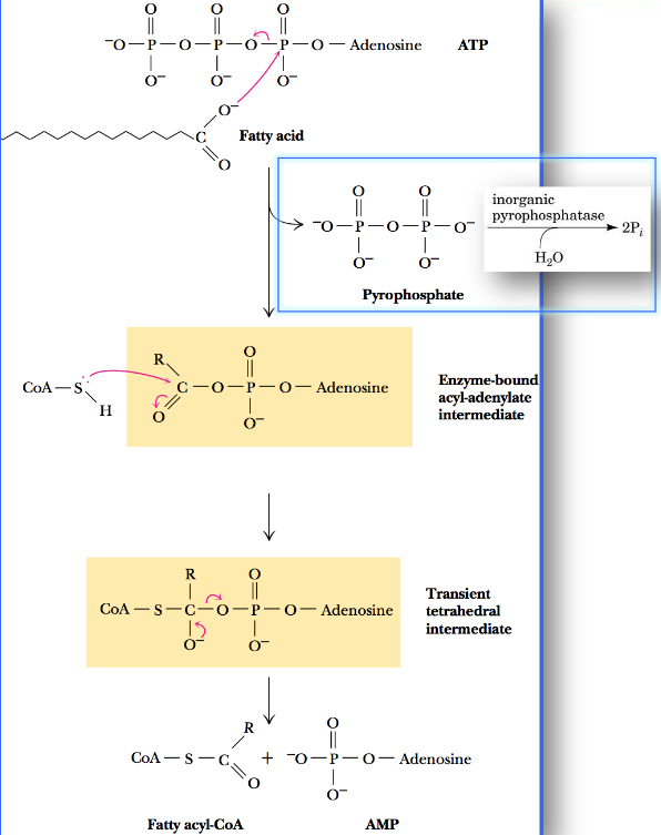 Reaction Catalyzed by acyl-CoA Synthetase