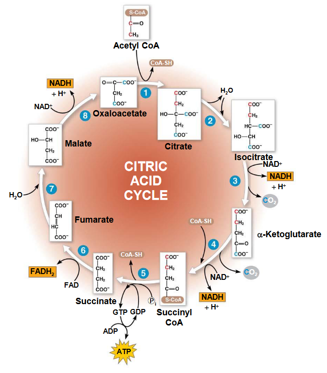 The TCA Cycle