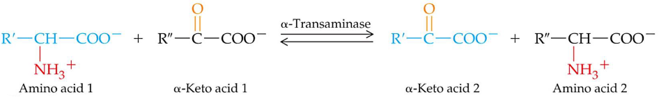 Transanimation Reaction