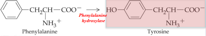 Tyrosine Synthesis