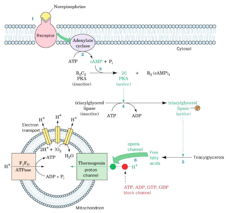 Uncoupling of Oxidative Phosphorylation in Brown Fat Mitochondria