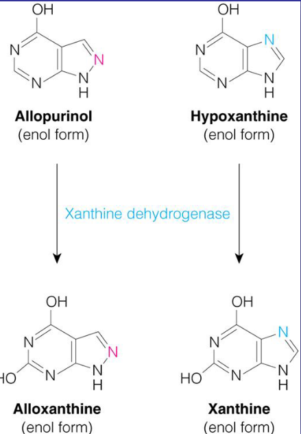 Xanthine Oxidase
