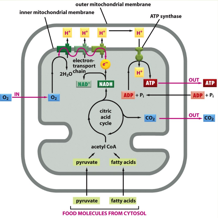 Schematic of ATP Generation