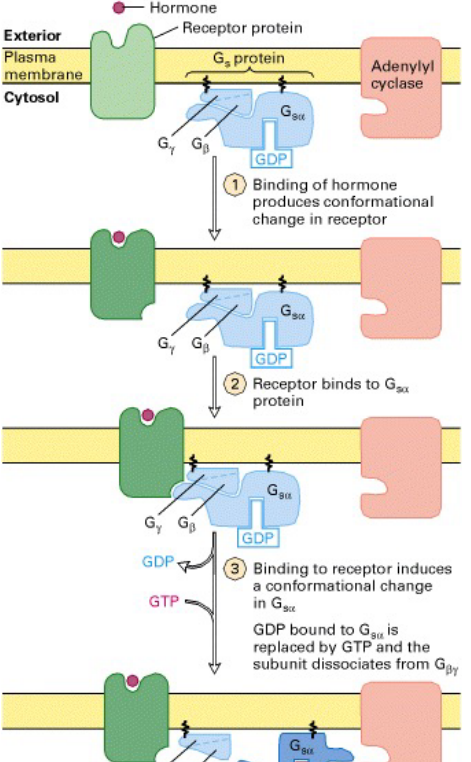 Activation of Adenylate Cyclase