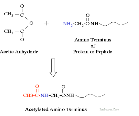 Acetylation at Lysine