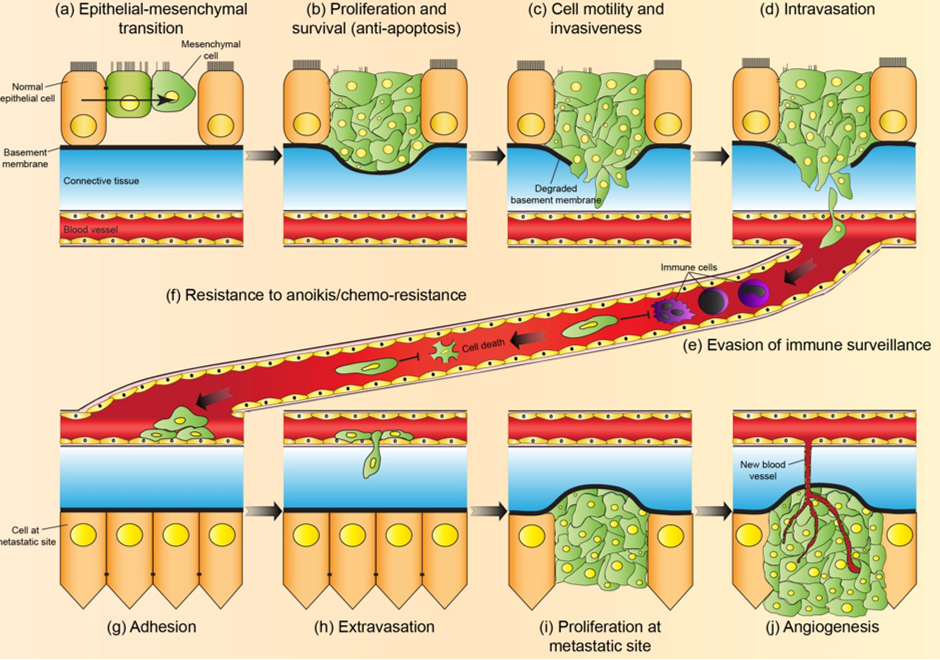 Activation of Invasion and Metastasis